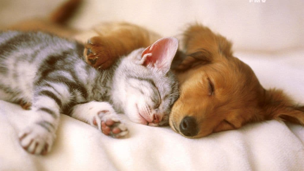 Cat and Dog Food Support